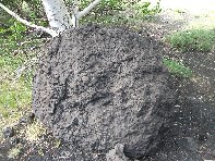 nti Sartorius-Bomba lavica 20100606 020